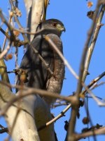 CoopersHawk.jpg
