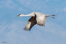 SandhillFlight-269.jpg