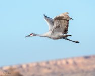 SandhillFlight-271.jpg