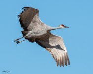 SandhillFlight-277.jpg