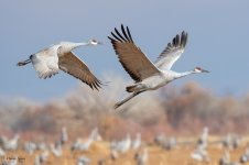 SandhillFlight-281.jpg