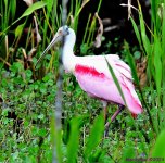 DSC_7503_001.JPG