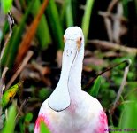 DSC_7513_001_01.JPG