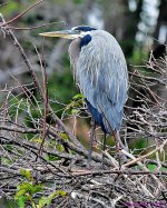 DSC_7554_001.JPG