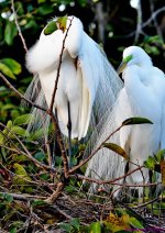 DSC_7574_001.JPG