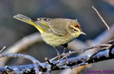 DSC_7588_001.JPG