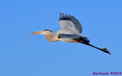 DSC_7592_001.JPG