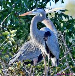 DSC_7627_001.JPG
