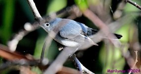 DSC_7637_001.JPG