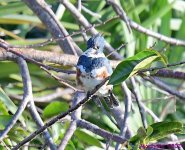 DSC_7666_001.JPG