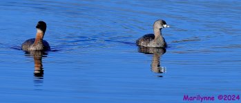 DSC_7699_001.JPG