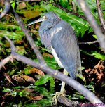 DSC_7707_001.JPG