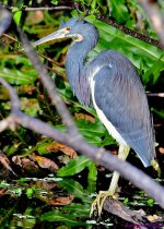 DSC_7710_001.JPG