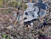 DSC_7727_001.JPG