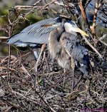 DSC_7738_001.JPG