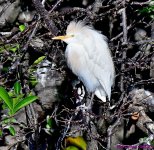 DSC_7748_001.JPG