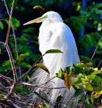 DSC_7752_001.JPG