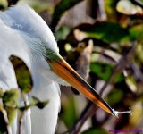 DSC_7764_001.JPG