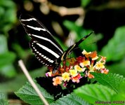 DSC_7812_001.JPG