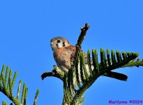 DSC_7826_001.JPG