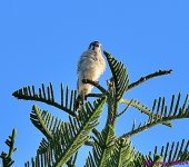 DSC_7850_001.JPG