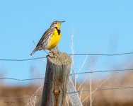 Meadowlark-269.jpg
