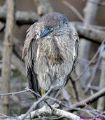 DSC_7881_001.JPG