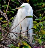 DSC_7891_001.JPG