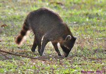 DSC_7914_001.JPG