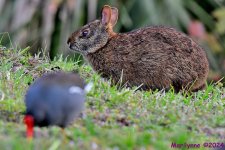 DSC_7943_001.JPG