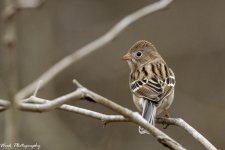 RD5_9046-Edit.jpg