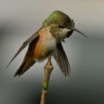 Hummer5.jpg