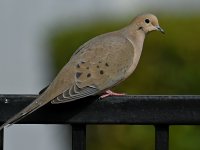 Dove.jpg