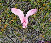 DSC_7990_001.JPG