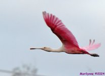 DSC_8008_001.JPG