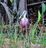 DSC_8027_001.JPG