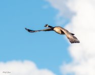 GeeseClouds-275.jpg