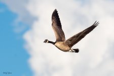 GeeseClouds-276.jpg