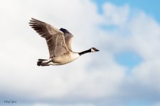 GeeseClouds-277.jpg