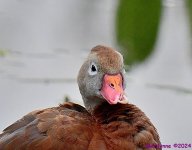 DSC_8056_001.JPG