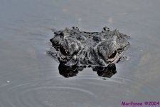 DSC_8082_001.JPG
