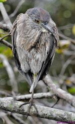 DSC_8083_001.JPG