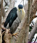 DSC_8100_001.JPG