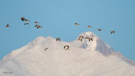 GeeseLongsPeak-275.jpg