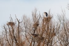 Rookery-275.jpg