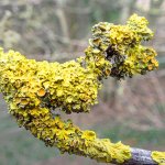 Lichen.jpg