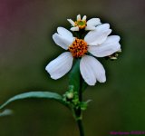 DSC_8121_stitch4_001.JPG