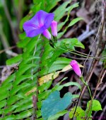 DSC_8145_001.JPG