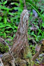 DSC_8167_001.JPG
