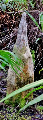 DSC_8169_stitch3_001.JPG